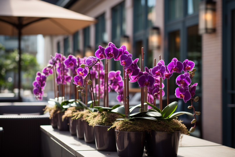 Types of purple orchids