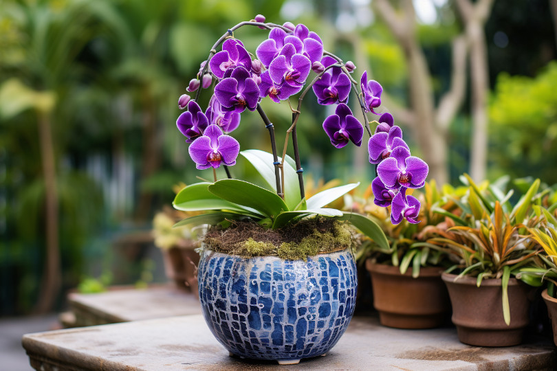 orchid potting mix