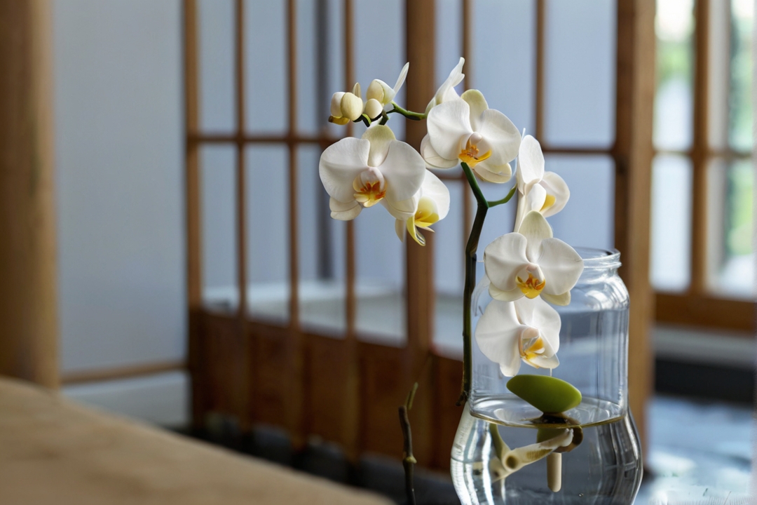 Hydroponic orchids