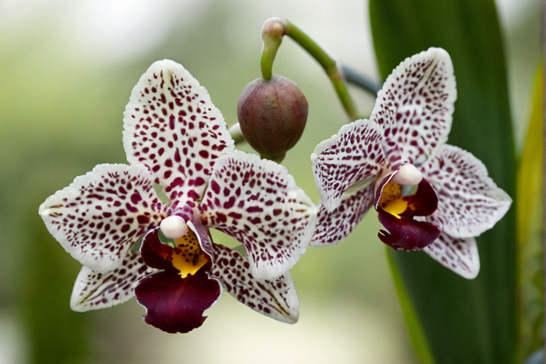 Oncidium orchids comprehensive guide