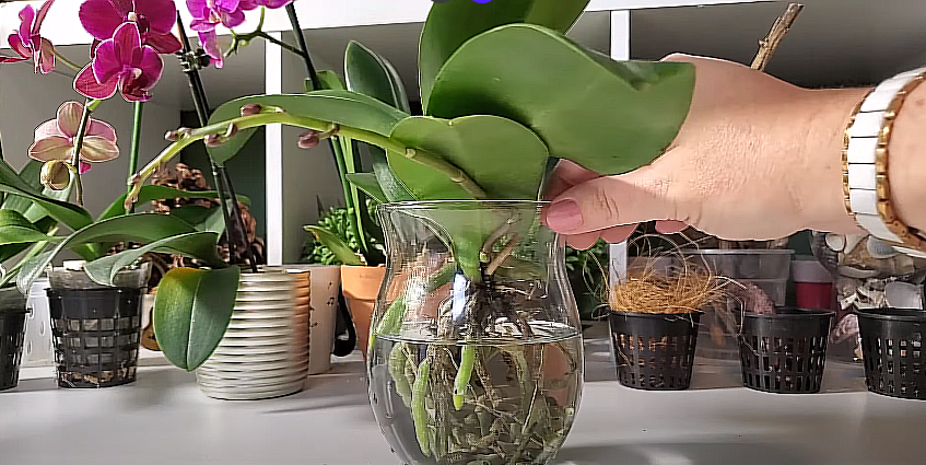 Growing Orchids in Water