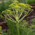 Things to Grow With Fennel: Fennel Companion Plants