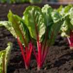 Things to Grow With Chard: Chard Companion Planting